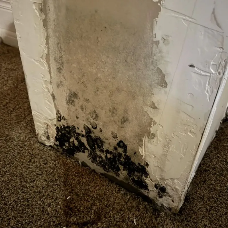 Professional Mold Removal in Beckham County, OK